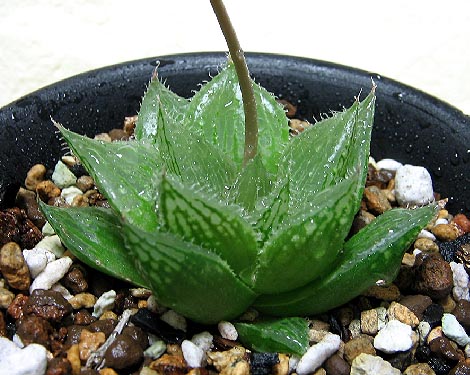 ハオルチア レースクイーン